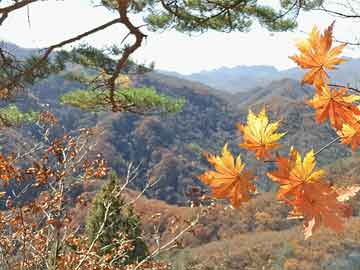 领峰贵金属黄金走势